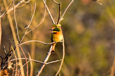 Little Bee-Eater
