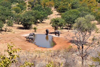 African Elephants at the pan directly below our Lodge