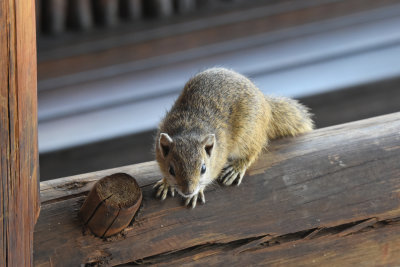 Tree Squirrel (in our bungalow)