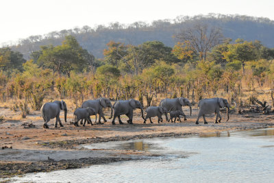 Elephants watering