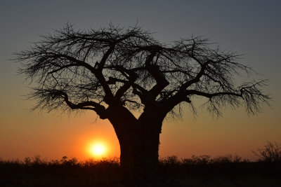 Baobab Trees at Sunset