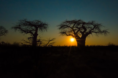 Baobab Trees at Sunset