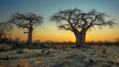 Baobab Sunset