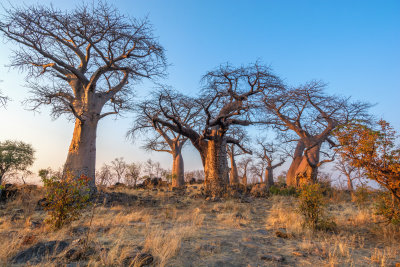 Baobab Trees at Sunrise