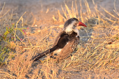 Red-Billed Hornbill (Chili Pepper)