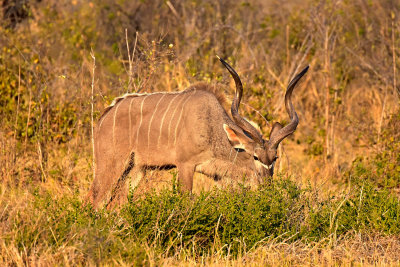 Kudu