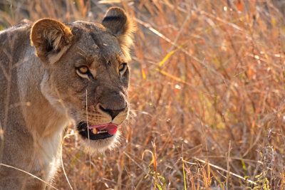 Lion (female)