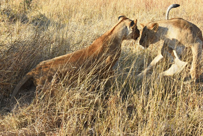 Lions - (females at play)