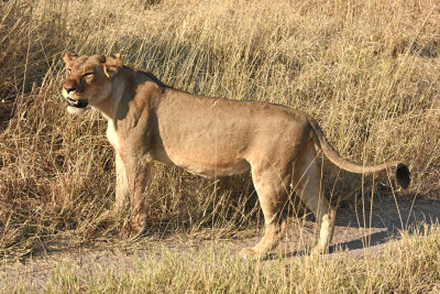 Lion (female)