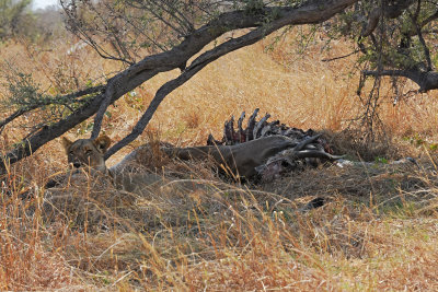 Lion (female) with Elan kill