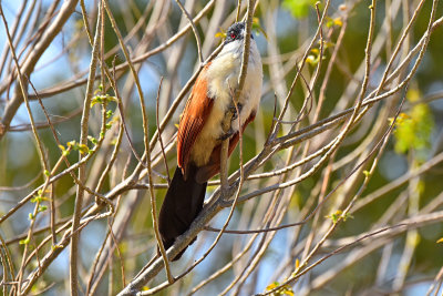 White-browed Coucal