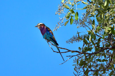 Lilac-breasted Roller