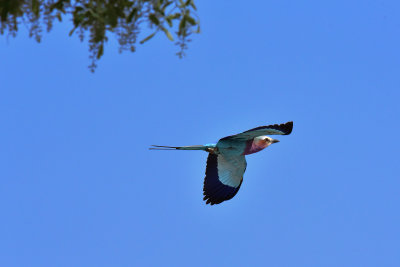 Lilac-breasted Roller In Flight