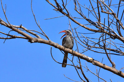 Red-Billed Hornbill (Chili Pepper)