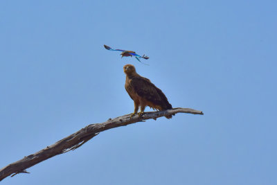 Lilac-breasted Roller buzzing a Tawny Eagle