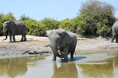 Elephants watering