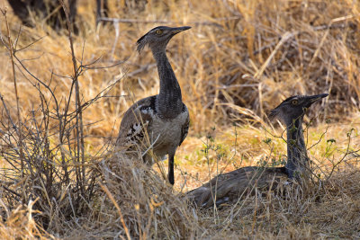 Kori Bustard (National Bird of Botswana)