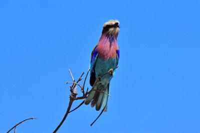 Lilac-breasted Roller