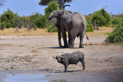 Elephant tolerating a Buffalo