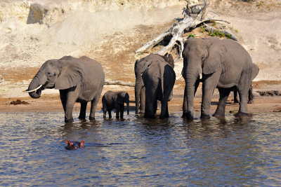 Elephants & Hippo