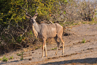 Kudu (male)