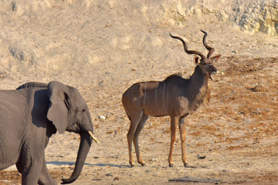 Kudu & Elephant