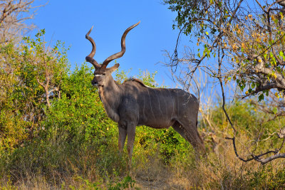 Kudu (male)