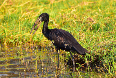 African Openbill