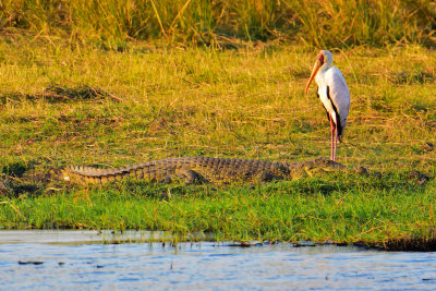 Yellow billed Stork & Croc