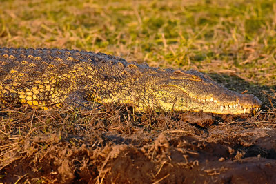 Croc - check my teeth!