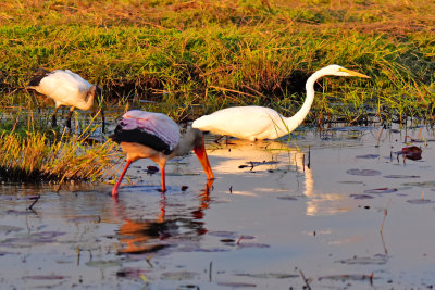 Yellow billed Stork & Egrets