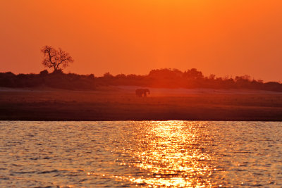 Sunset on the Chobe River with Elephant