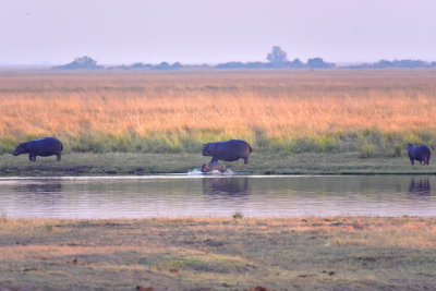 Hippos skirting the far bank of the Chobe river