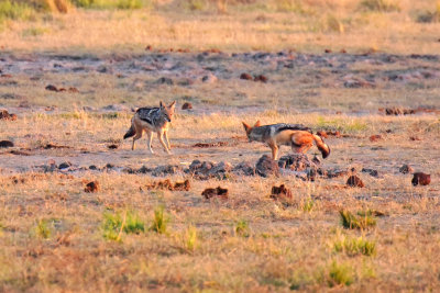 Black-backed Jackals