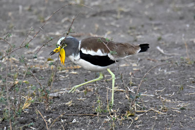 White Crowned Lapwing