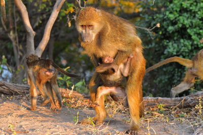 Baboon Family