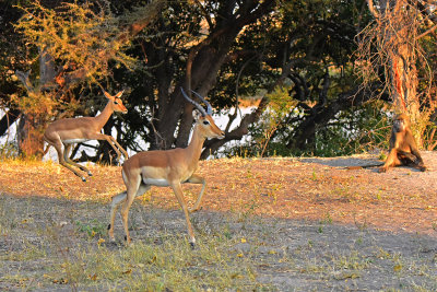 Jumping Impala