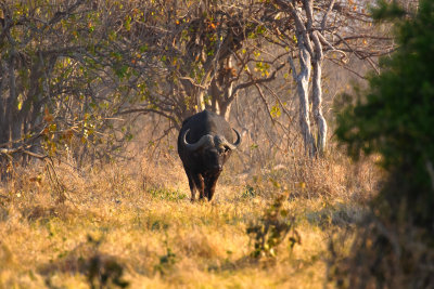 Cape Buffalo