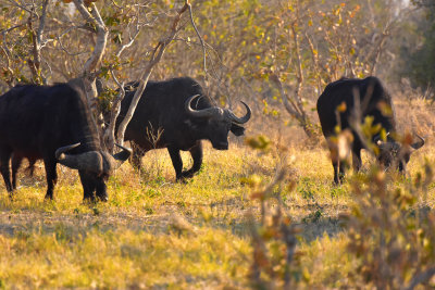 Cape Buffalo