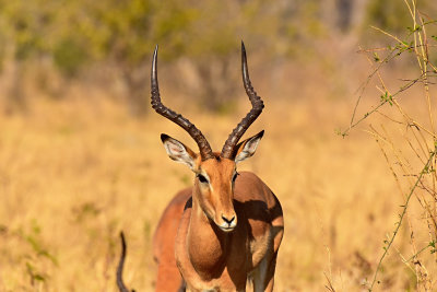 Impala