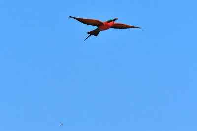 Southern Carmine Bee-Eater