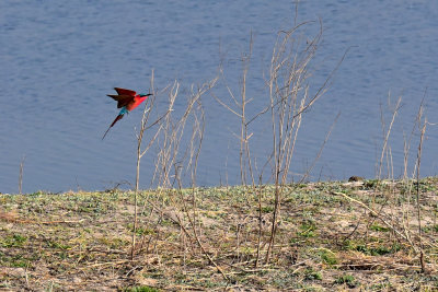 Southern Carmine Bee-Eater