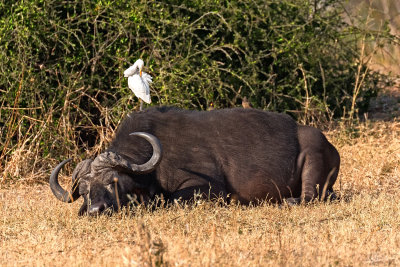 Cape Buffalo with Cattle Egret