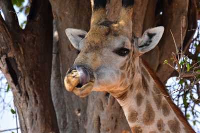 Tongue-tied Giraffe