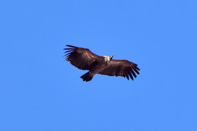 Hovering Vulture
