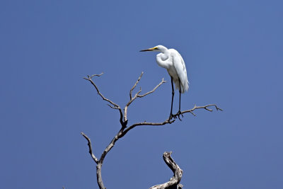 Great Egret