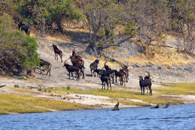 Sable Antelope