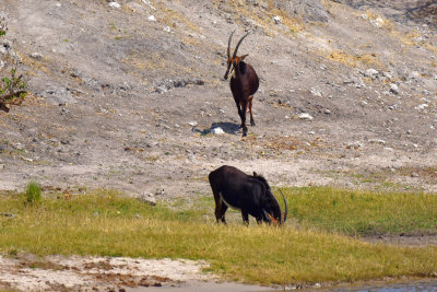 Sable Antelope