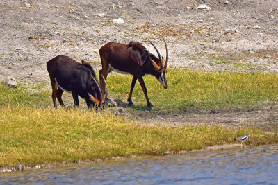 Sable Antelope