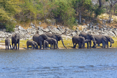 Elephants watering